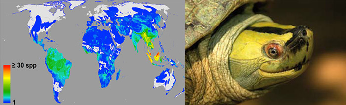 Map of Threatened Species / Burmese Roofed Turtle