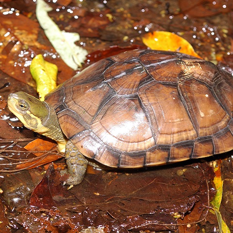 Indochinese Box Turtle | Species on The Brink