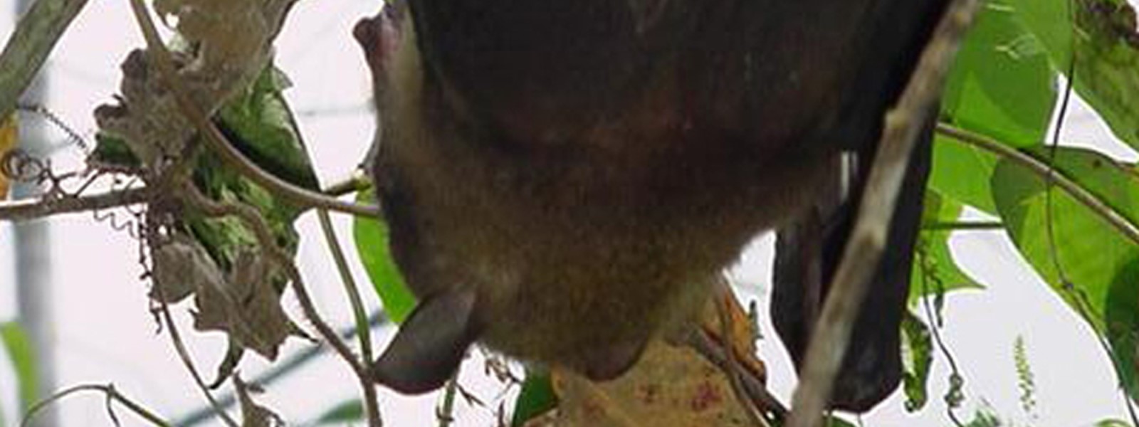 Fruit Bat :: Philippinebeauty
