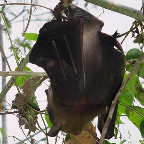 Naked-Backed Fruit Bat [image] | EurekAlert! Science News