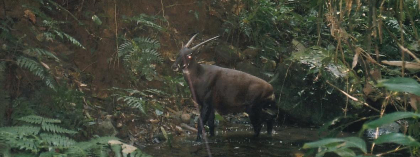 the saola one of the world's rarest mammals