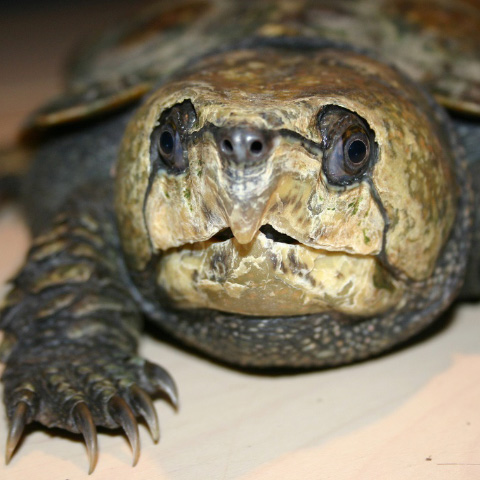Yangtze Giant Softshell Turtle | Species on The Brink
