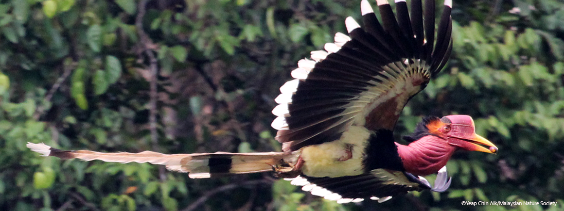 Helmeted Hornbill